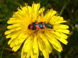 Trichodes alvearius