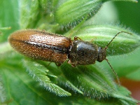 Dalopius marginatus