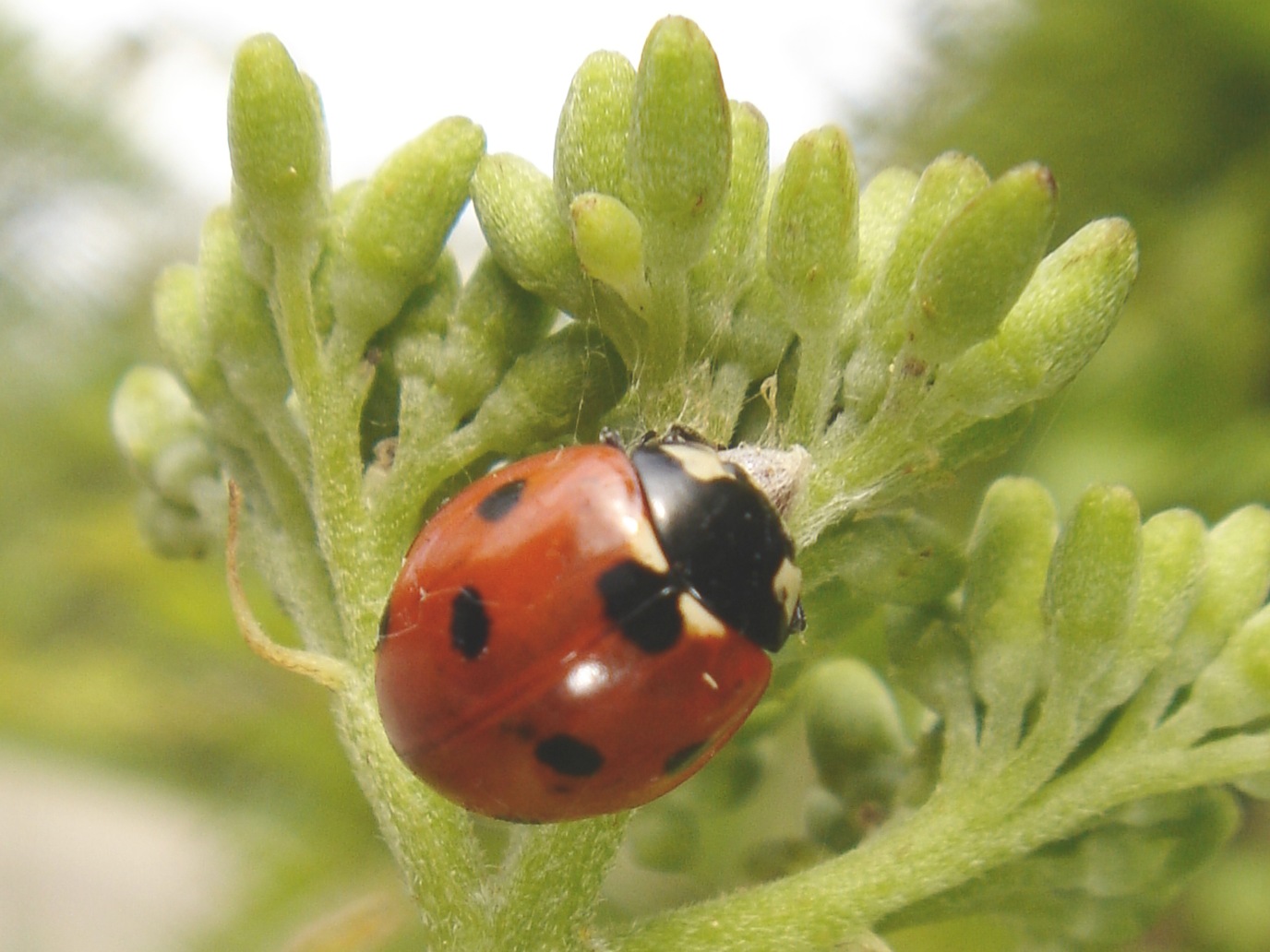 Coccinella septempunctata Chris Schuster