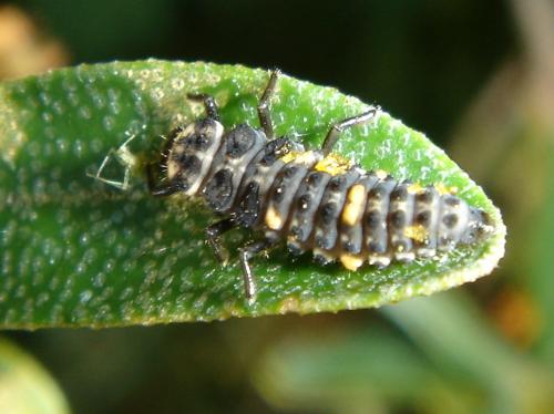 Coccinella septempunctata larva