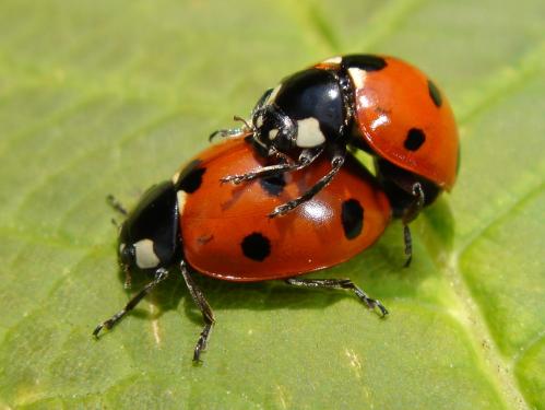 http://www.chris-schuster.com/pics/insects/beetles/lady_bug/medium_coccinella_septempunctata_mating_1.jpg