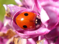 Adalia bipunctata