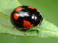 Adalia bipunctata - black variant with 6 spots