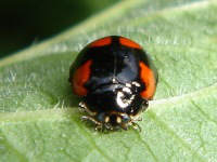 Adalia bipunctata - black variant with 6 spots