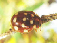Calvia quatuordecimguttata - cream spotted lady-beetle on a branch