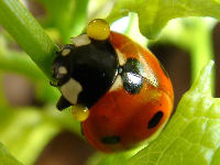 Sevenspotted Lady Beetle with a yellow, bad tasting liquid secreted to deter predators