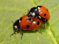 Coccinella septempunctata mating on leaf