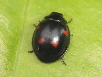 Exochomus quadripustulatus sitting on a leaf. Note the spots: they are not round but rather sickle shaped. Looks similar to the black variant of the two spotted lady bug.