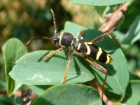 Clytus arietis