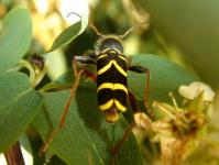 Clytus arietis