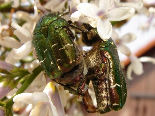 Cetonia aurata mating