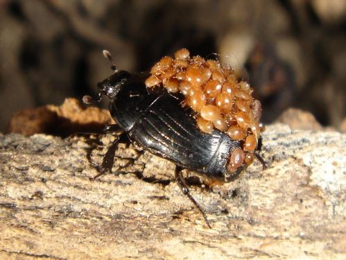 Hister Beetle, side view.