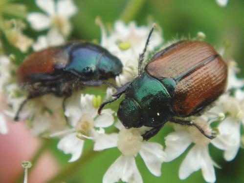 Phyllopertha horticola