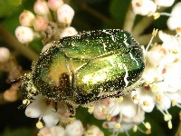 Cetonia aurata also called Rose Chafer covered with pollen.