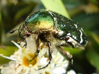 Cetonia aurata (Rose Chafer). Good view of the head and the hair on the bottom