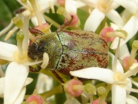 Hoplia sp., probably Hoplia argentea