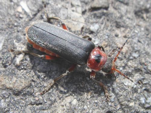 Cantharis rustica ?