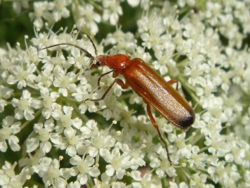 Rhagonycha fulva