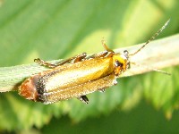 Brown orange soldier beetle, probably of genus Cantharis