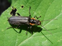 Cantharis fusca