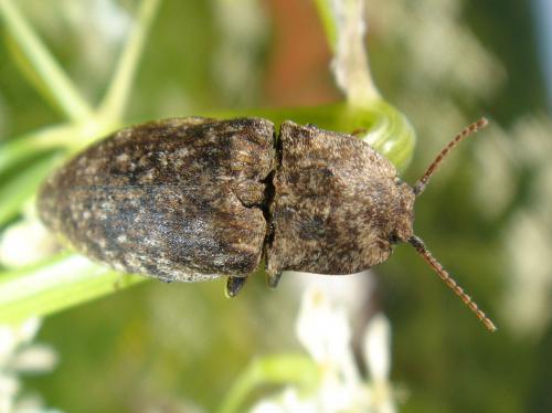 Adelocera murina