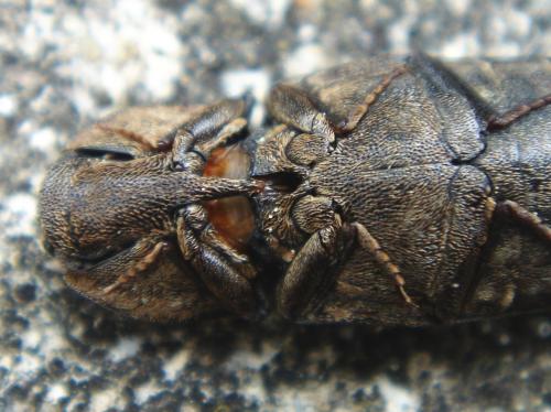 Snap Beetle on Back
