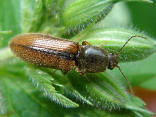 Dalopius marginatus