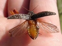 Adelocera murina before flying away