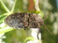 Adelocera murina