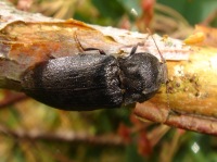 Adelocera murina wet from rain