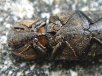 Snap Beetle von his back. You can esaily see the snap mechanism.