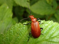 Pyrochroa serraticornis