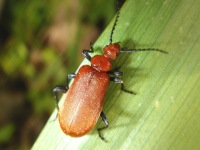Pyrochroa serraticornis