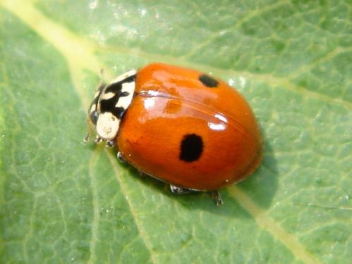 Adalia bipunctata