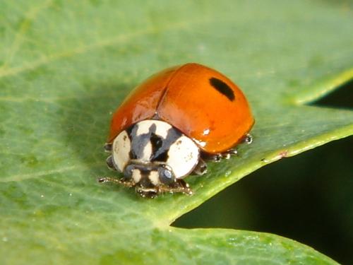 Adalia bipunctata
