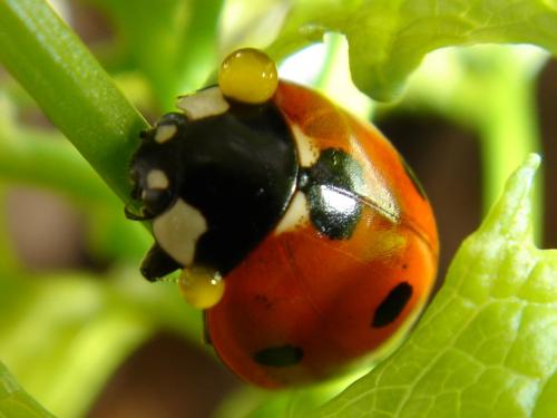 Coccinella septempunctata