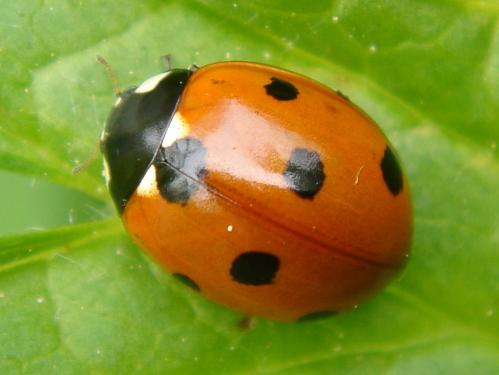 Coccinella septempunctata
