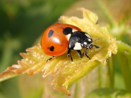 Coccinella septempunctata