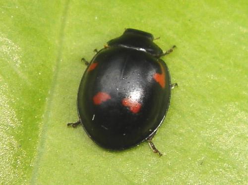 Exochomus quadripustulatus, top view