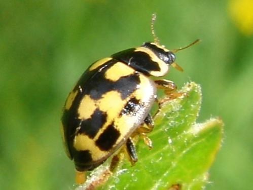 Propylaea quatuordecimpunctata