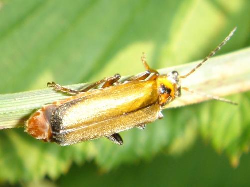 Cantharis ?