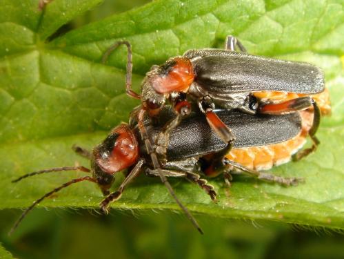 Cantharis fusca mating