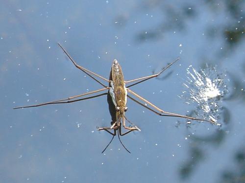 Gerris sp.