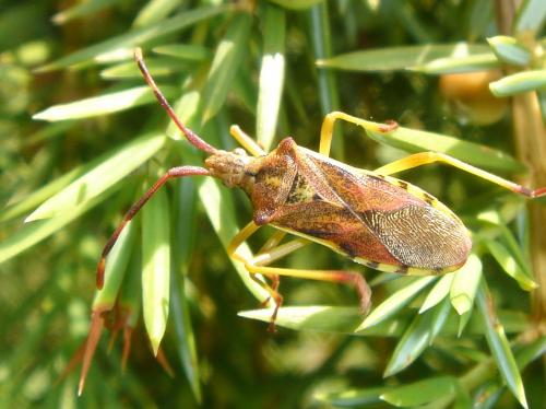 Gonocerus juniperi