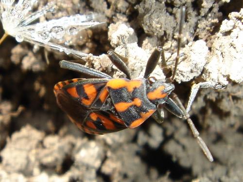 Lygaeus saxatilis