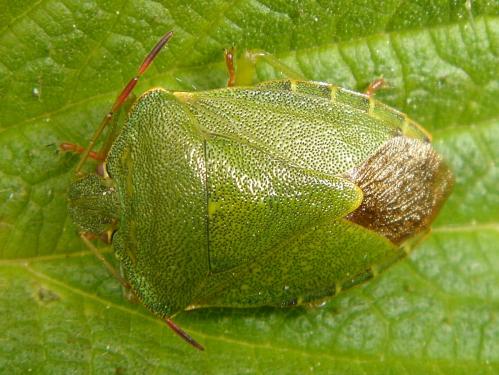 Palomena prasina