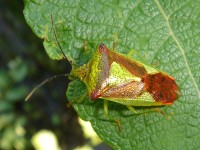 Acanthosoma haemorrhoidale on a leaf