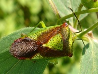 Acanthosoma haemorrhoidale