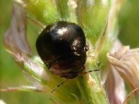 Coptosoma scutellatum