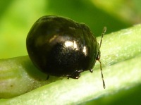 Coptosoma scutellatum